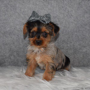 Yorkie Puppy For Sale – Rosetta, Female – Deposit Only