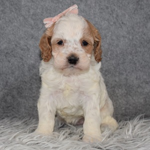 Cockapoo Puppy For Sale – Rowen, Female – Deposit Only