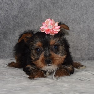 Yorkie Puppy For Sale – Sammi, Female – Deposit Only