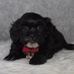 Shihpoo Puppy For Sale – Sawyer, Male – Deposit Only