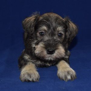 Mini Schnauzer puppy for sale in WV