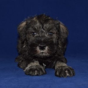 Mini Schnauzer puppy for sale in VA