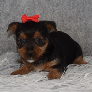 Yorkie Puppy For Sale – Star, Female – Deposit Only