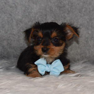 Yorkie Puppy For Sale – Strudel, Male – Deposit Only