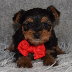 Yorkie Puppy For Sale – Sunday, Male – Deposit Only