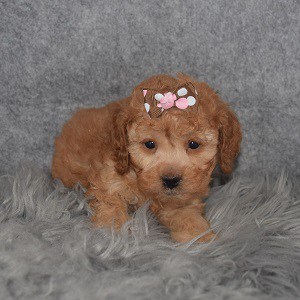 Cockapoo Puppy For Sale – Tessa, Female – Deposit Only