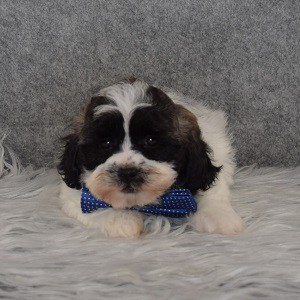 Shichon Puppy For Sale – William, Male – Deposit Only