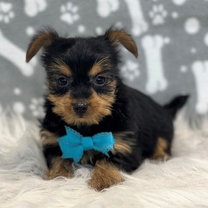 Yorkie Puppy For Sale – Wolfie, Male – Deposit Only