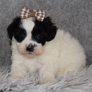 Shichon Puppy For Sale – Alyssa, Female – Deposit Only