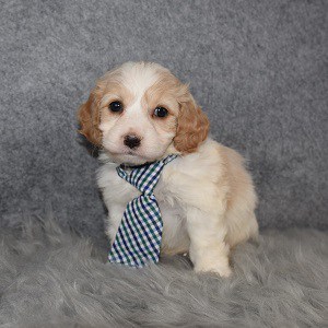 Cavachon Puppy For Sale – Antonio, Male – Deposit Only