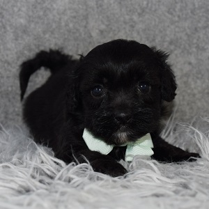 Shihpoo Puppy For Sale – Arlo, Male – Deposit Only