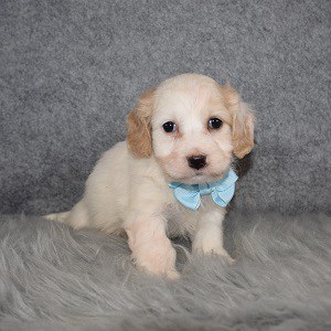 Cavachon Puppy For Sale – Bruno, Male – Deposit Only