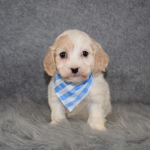 Cavachon Puppy For Sale – Camilo, Male – Deposit Only