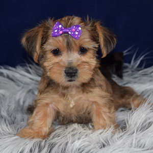 Cashmere Yorkipom puppy for sale in DC