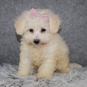 Bichon Puppy For Sale – Chickpea, Female – Deposit Only