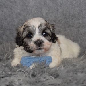 Shichon Puppy For Sale – Jace, Male – Deposit Only