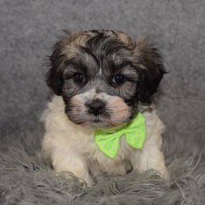 Shichon Puppy For Sale – Jaxon, Male – Deposit Only