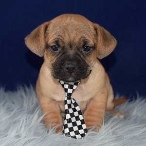 Jeremy Jug puppy for sale in PA