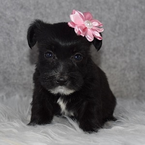 Morkie Puppy For Sale – Julie, Female – Deposit Only