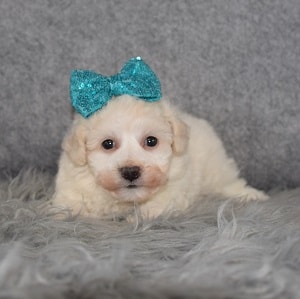 Bichon Puppy For Sale – Kara, Female – Deposit Only