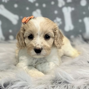 Cavachon Puppy For Sale – Mila, Female – Deposit Only