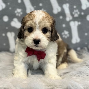 Cavachon Puppy For Sale – Milo, Male – Deposit Only