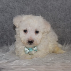 Bichon Puppy For Sale – Pacey, Male – Deposit Only