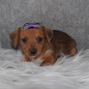 Dorkie Puppy For Sale – Paisley, Female – Deposit Only