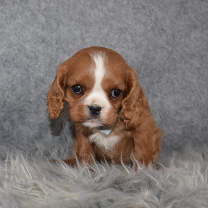 Cavalier Puppy For Sale – Patches, Male – Deposit Only