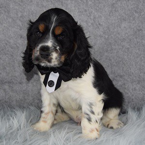 Patches Cocker puppy for sale in MD