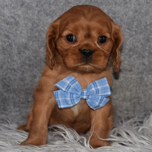 Cavalier Puppy For Sale – Reggie, Male – Deposit Only