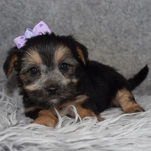 Morkie Puppy For Sale – Rose, Female – Deposit Only