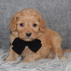 Cavachon Puppy For Sale – Scotty, Male – Deposit Only