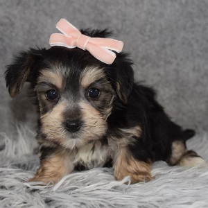 Morkie Puppy For Sale – Tulip, Female – Deposit Only