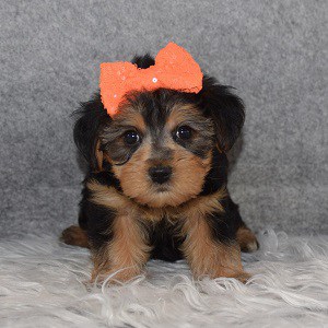 Yorkiepoo Puppy For Sale – Amora, Female – Deposit Only
