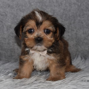 Shorkie Puppy For Sale – Ares, Male – Deposit Only