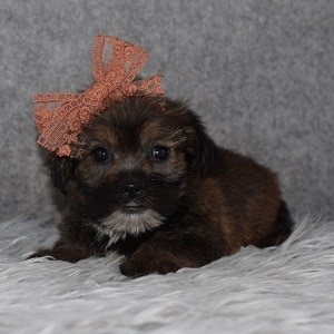 Shorkie Puppy For Sale – Athena, Female – Deposit Only