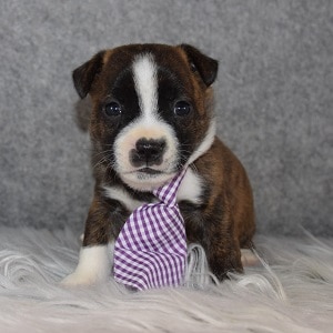 BoJack Puppy For Sale – Barney, Male – Deposit Only