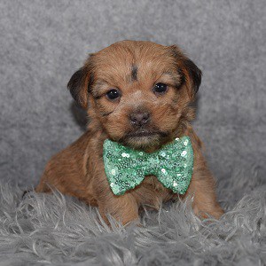 Shorkie Puppy For Sale – Bash, Male – Deposit Only