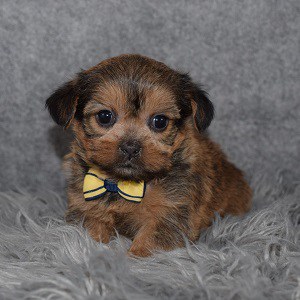 Shorkie Puppy For Sale – Bastien, Male – Deposit Only