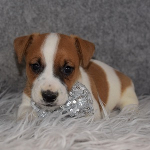 Jack Russell Puppy For Sale – Batman, Male – Deposit Only