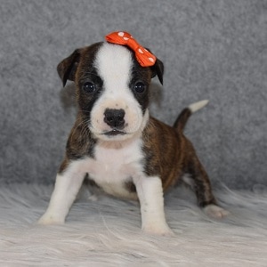 BoJack Puppy For Sale – Betsey, Female – Deposit Only