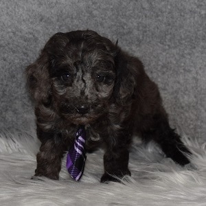 Poodle Puppy For Sale – Bumblebee, Male – Deposit Only