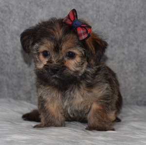 Shorkie Puppy For Sale – Cambria, Female – Deposit Only