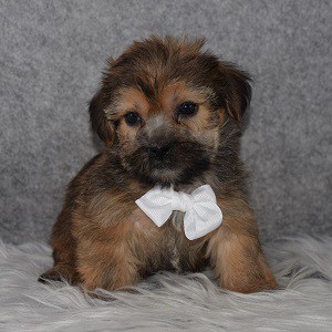 Shorkie Puppy For Sale – Camden, Male – Deposit Only
