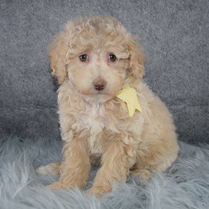 Fawn Bichonpoo puppy for sale in RI