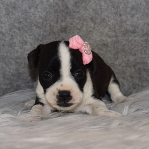 BoJack Puppy For Sale – Felice, Female – Deposit Only