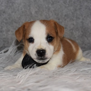 Jack Russell Puppy For Sale – Iron Man, Male – Deposit Only