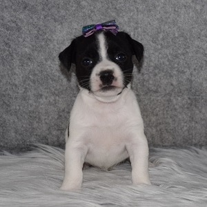 Jack Russell Puppy For Sale – Juniper, Female – Deposit Only