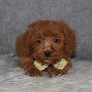 Poodle Puppy For Sale – Liam, Male – Deposit Only